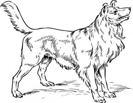 Collie Dog clip art