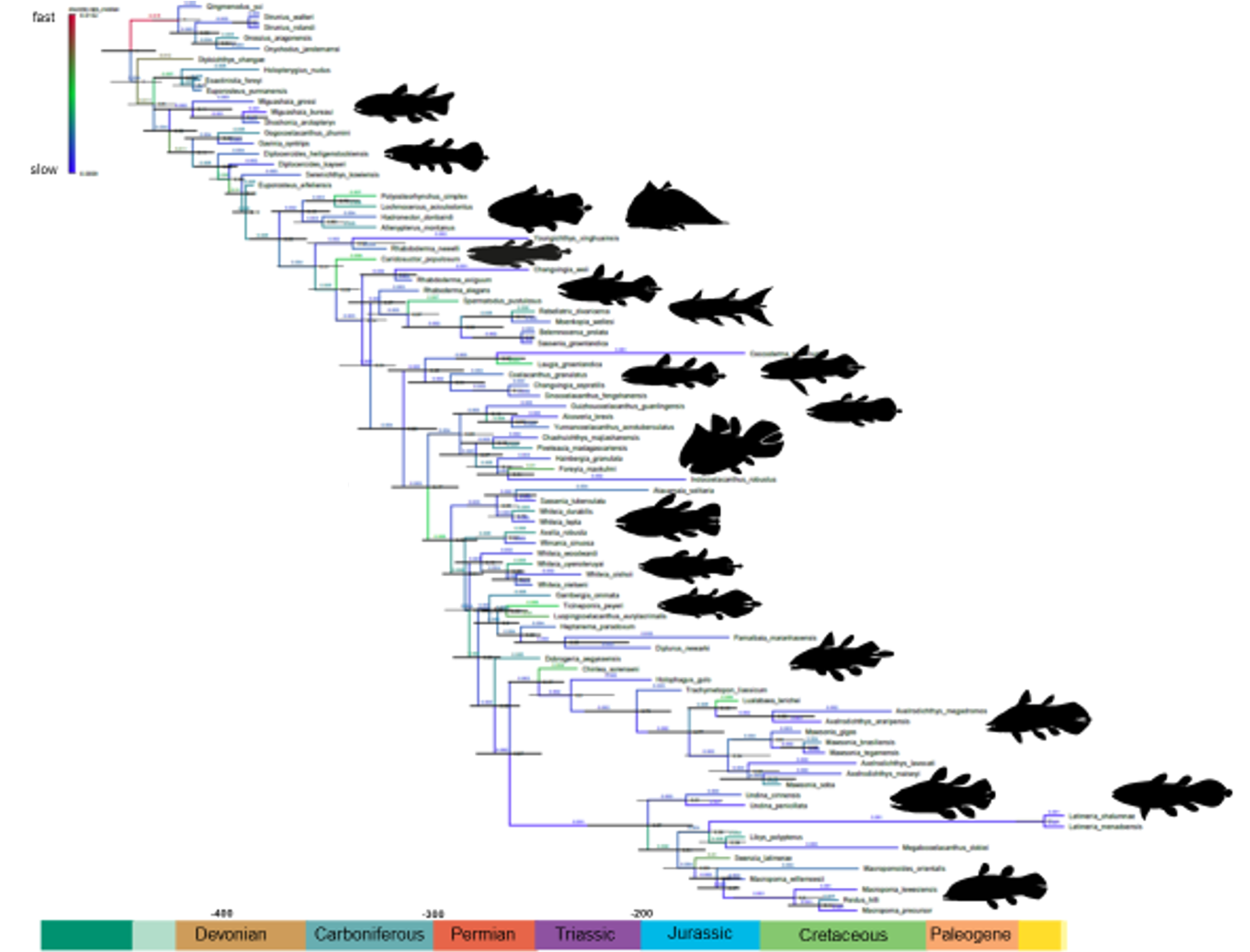 coelacanth phylogeny