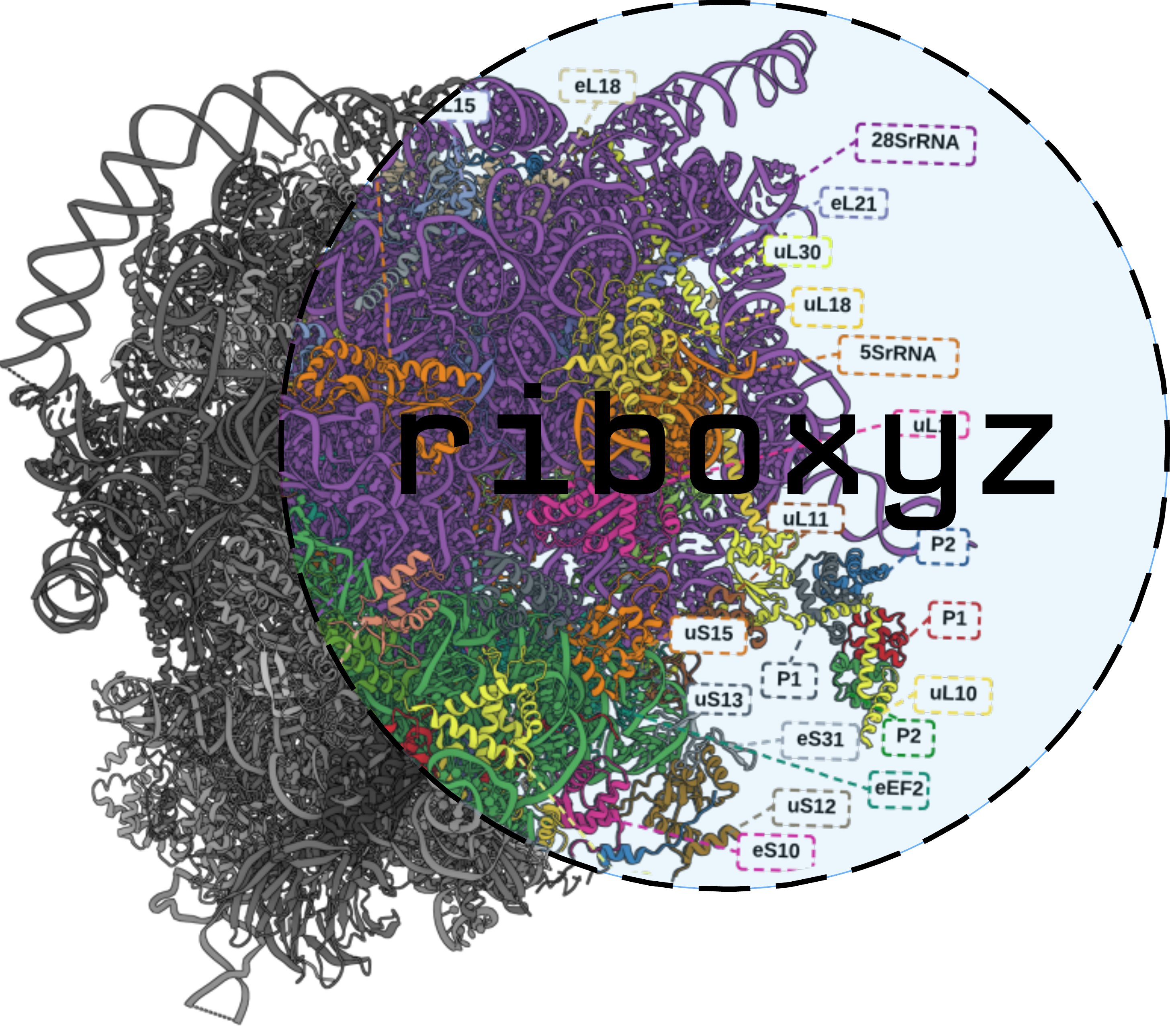 Riboxyz Logo