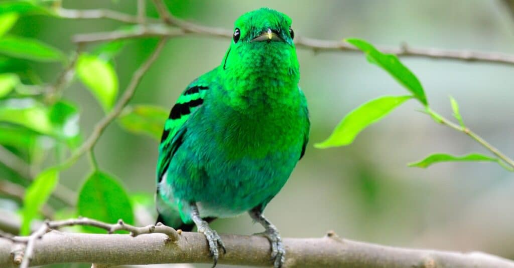 Green Birds Images