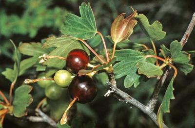 Wild Currant 83.jpg