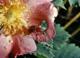 Rose Weevil 32.jpg