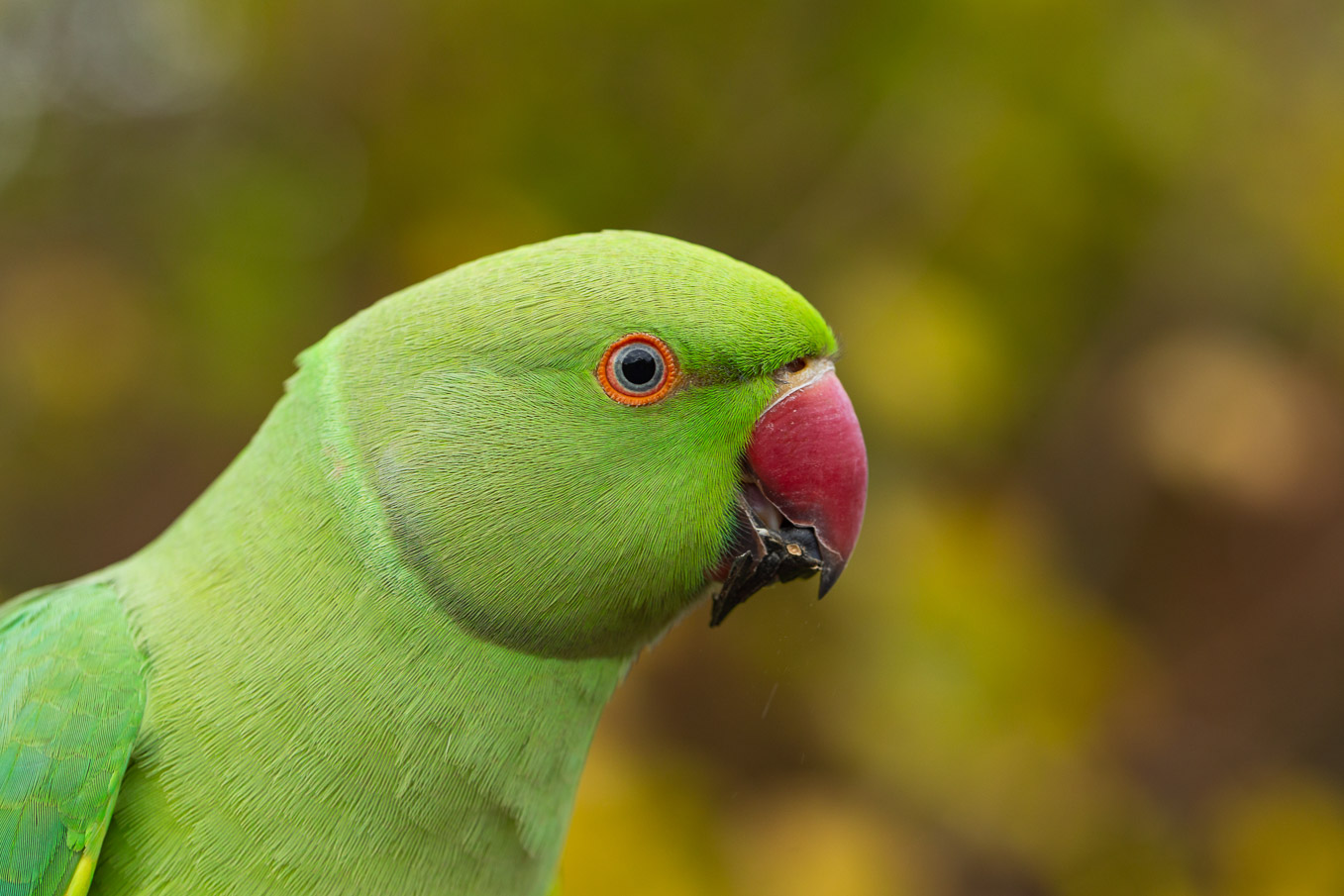 Invasion of the Exotic; the Ring-necked Parakeet - All Things Wildlife ...