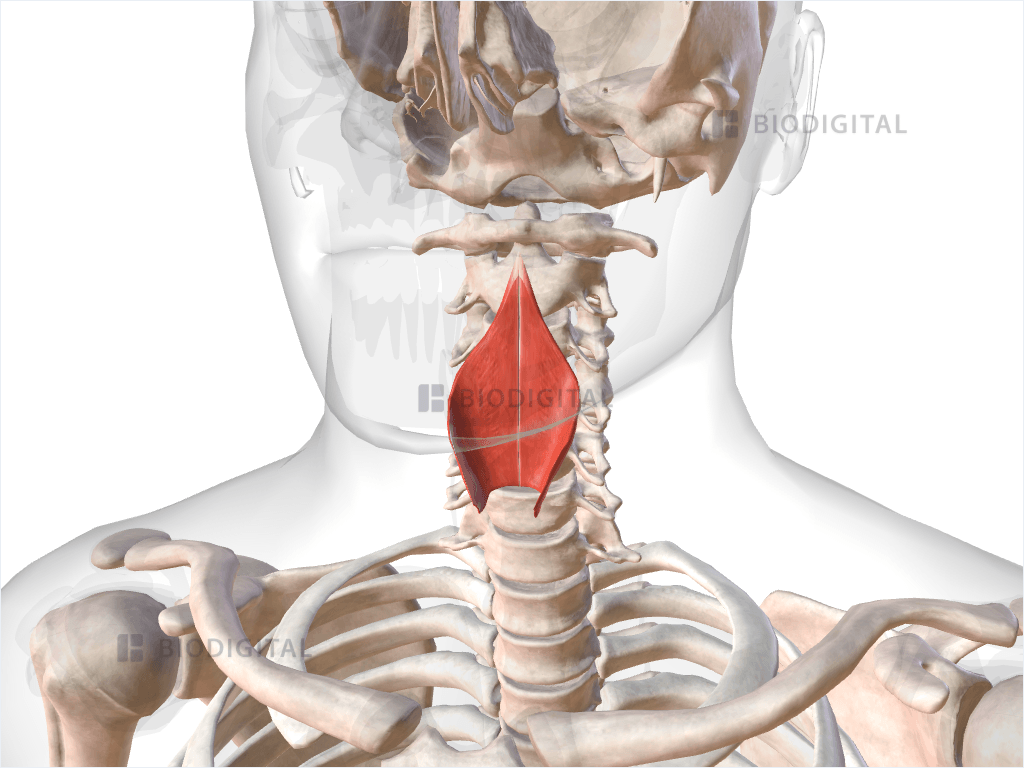 Inferior pharyngeal constrictor