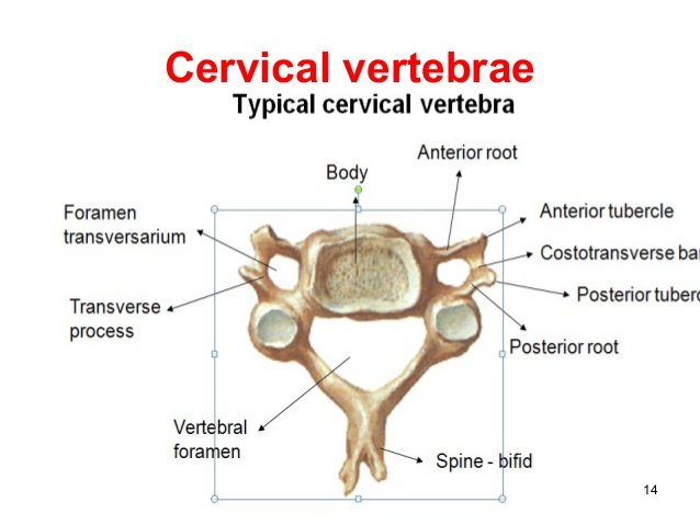 Typical Cervical Vertebra