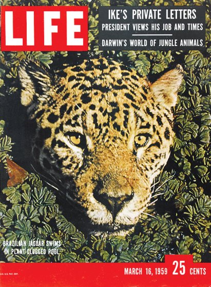 LIFE Magazine's Best Animal Covers, 1936 to 1972 | Time.com