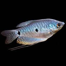 Blue Gourami