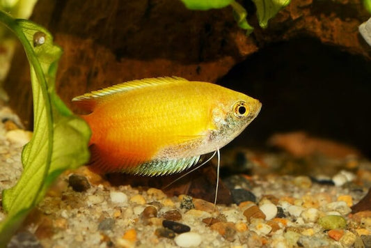 Dwarf Honey Yellow Gourami