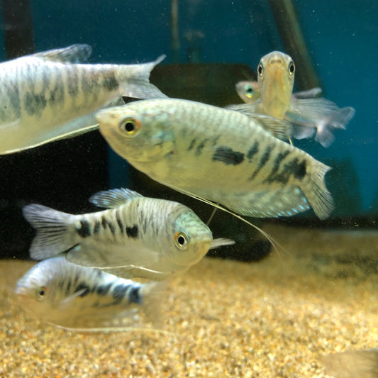 Opaline Gourami