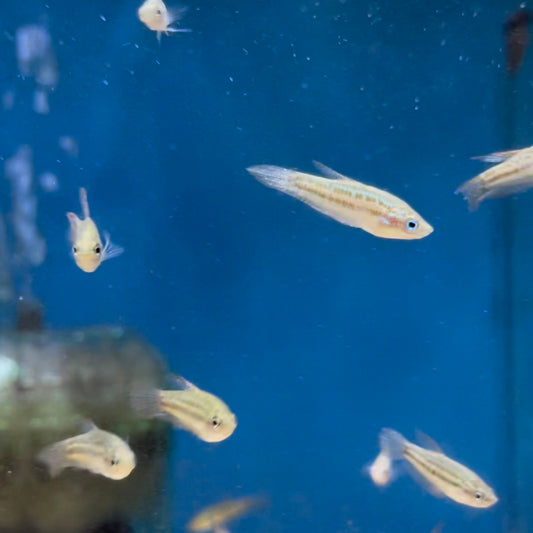 Sparkling Gourami Trichopsis Pumila