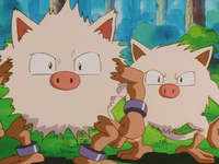 Kiyo's Mankey and Primeape