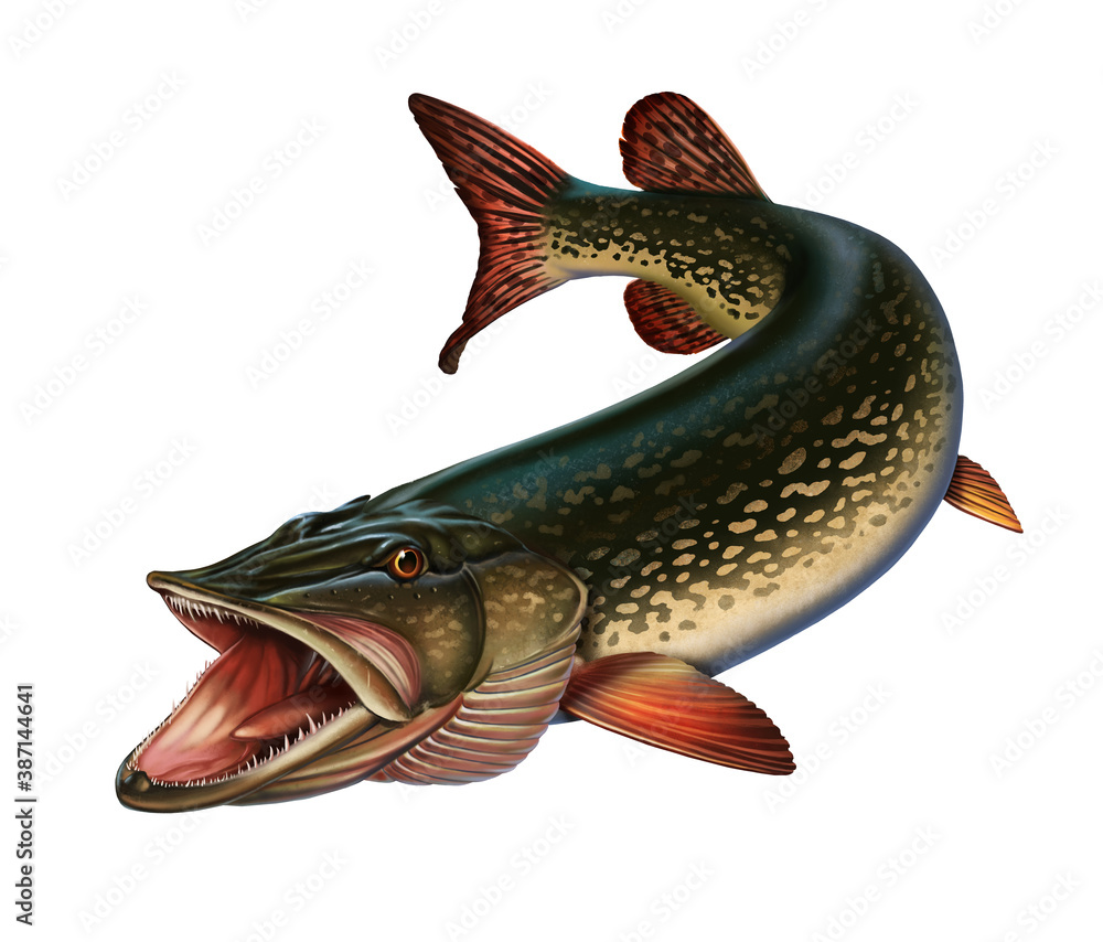 Great northern pike on the hunt illustration isolate art. Grass ...