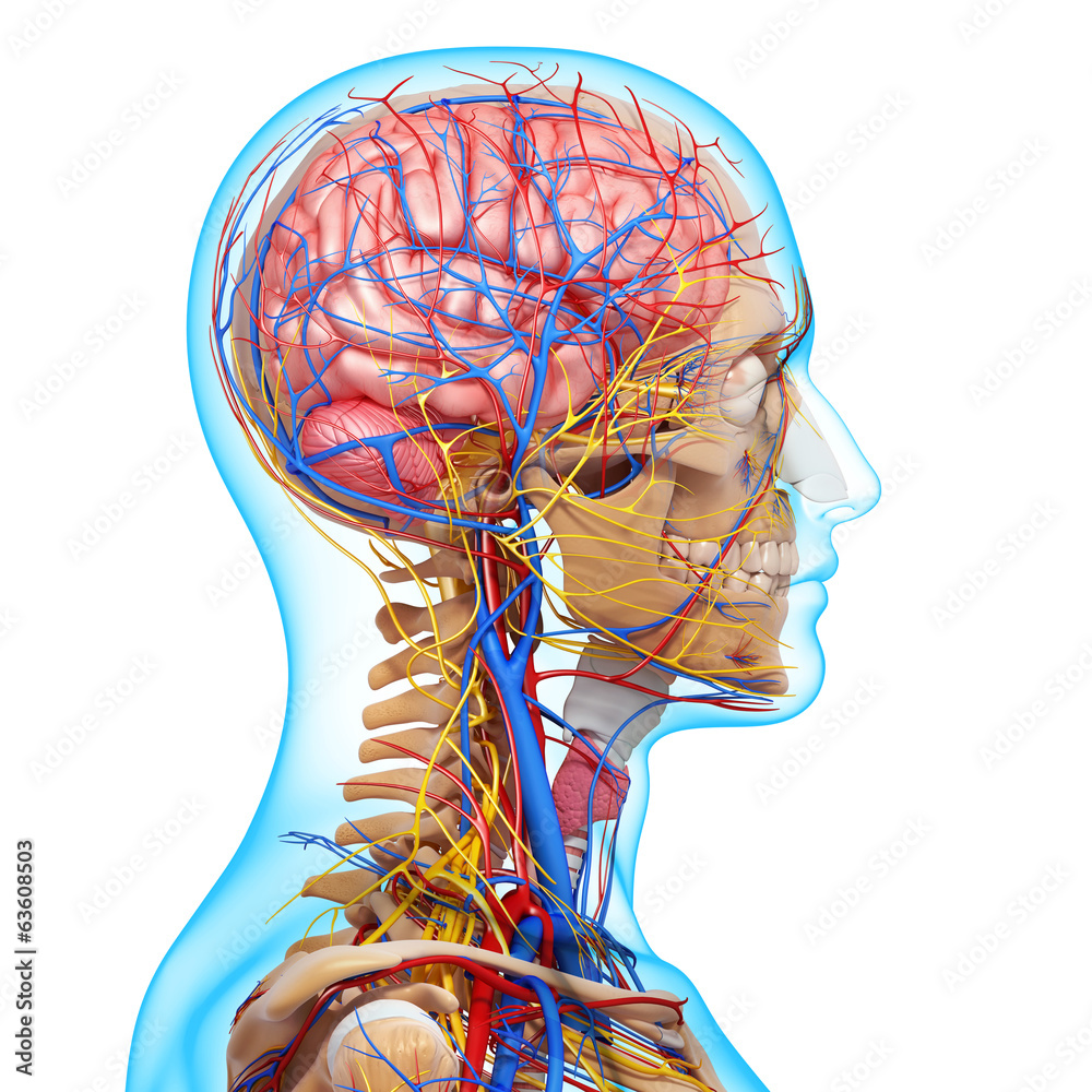 3d Anatomy of circulatory system and nervous system with brain ...