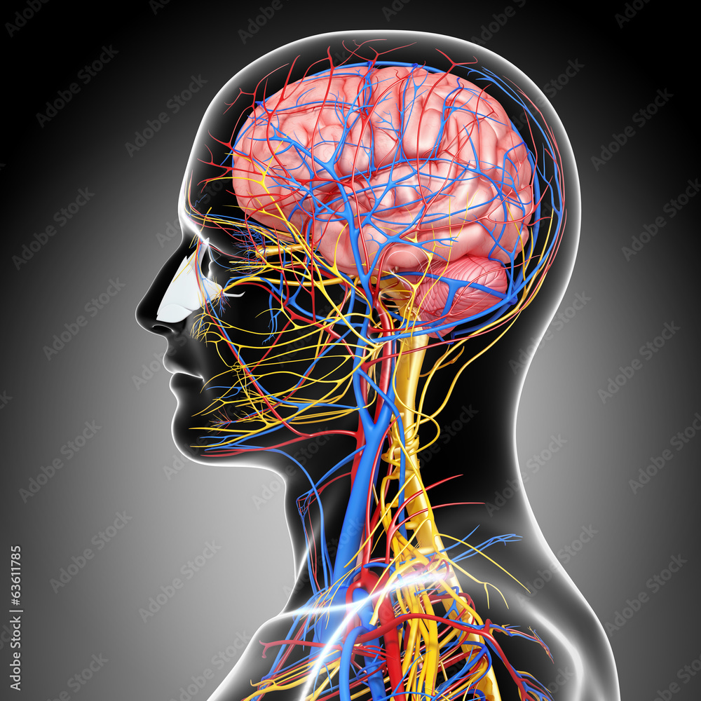 Anatomy of circulatory system and nervous system with brain - obraz na ...