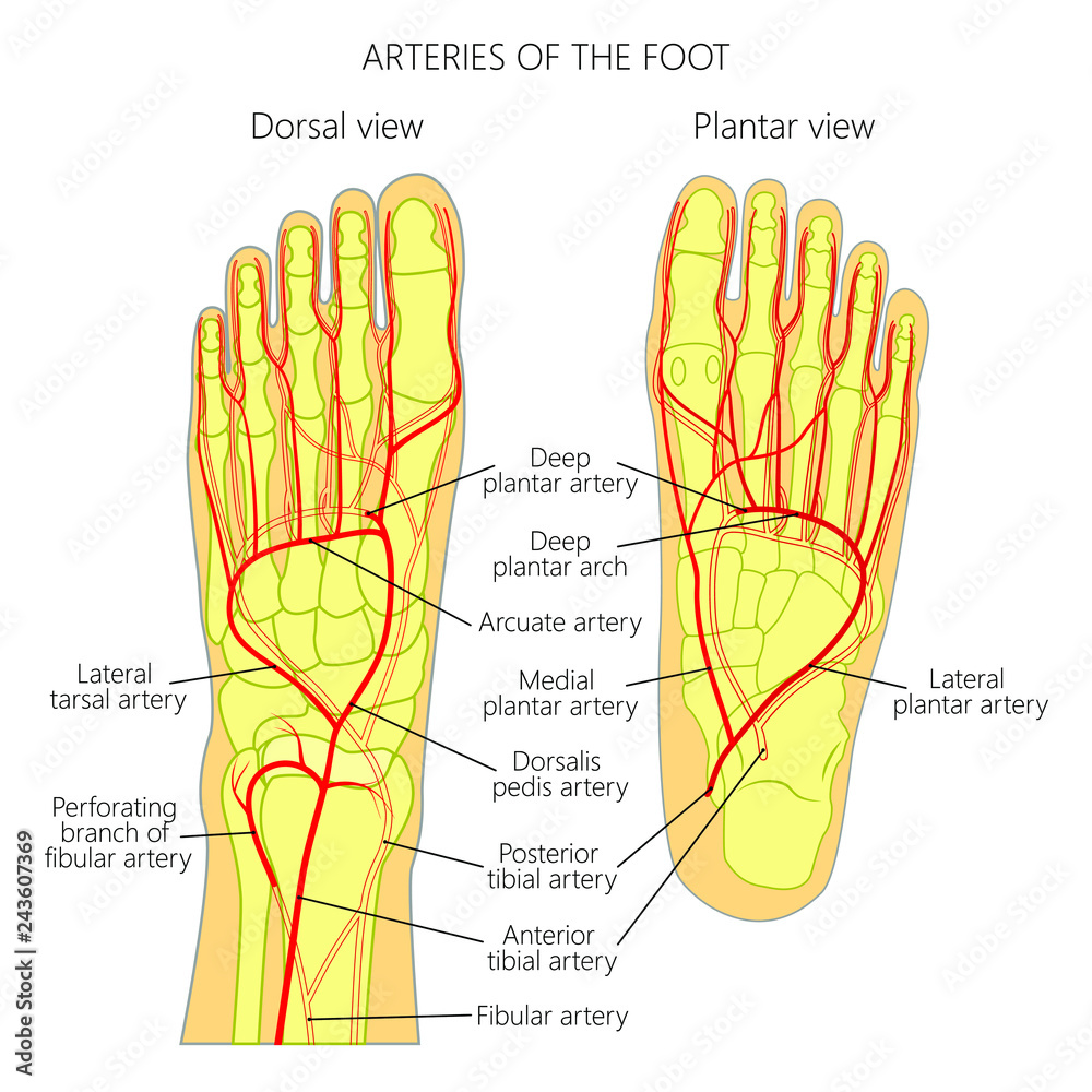 Anatomy Bony Pelvis And Lower Limb Foot Dorsalis Pedi - vrogue.co