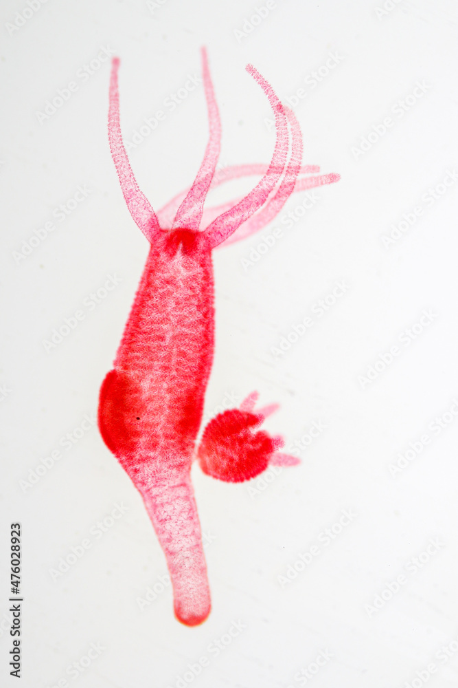 Foto de Hydra is a genus of small, fresh-water animals of the phylum ...