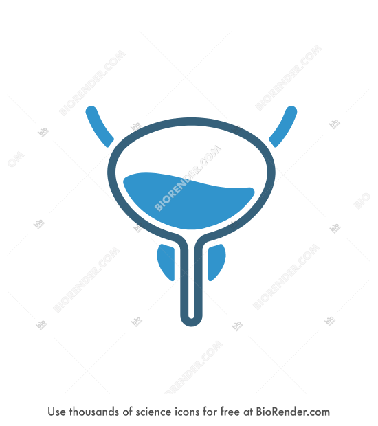 Free Bladder (male, symbol) Icons, Symbols & Images | BioRender