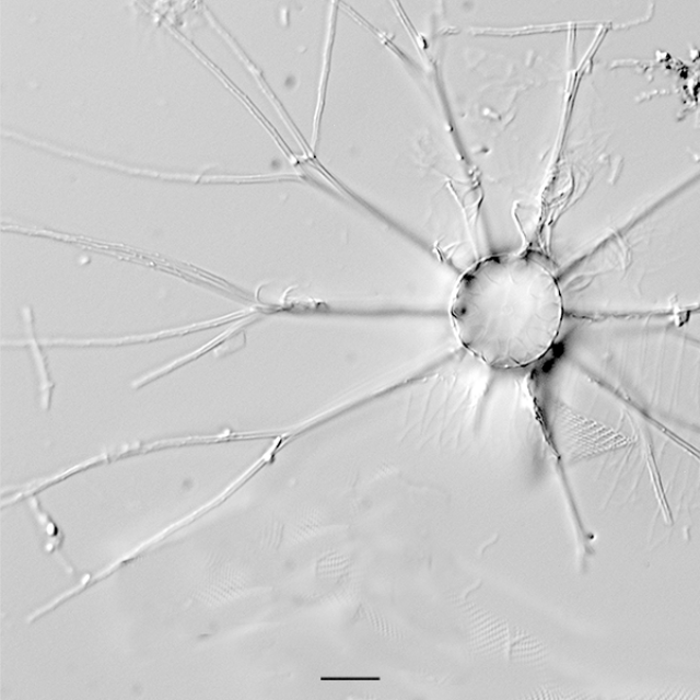 Bacteriastrum iconic