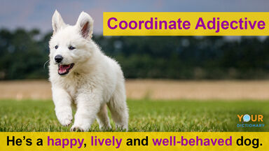 coordinate adjective happy, lively and well-behaved dog