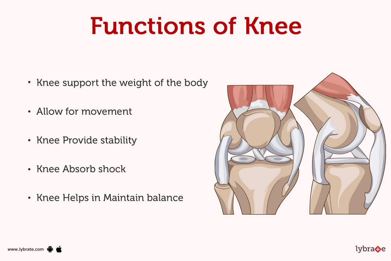 Knee (Human Anatomy): Function, Parts, Diseases, Treatments