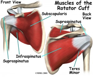 RC muscles