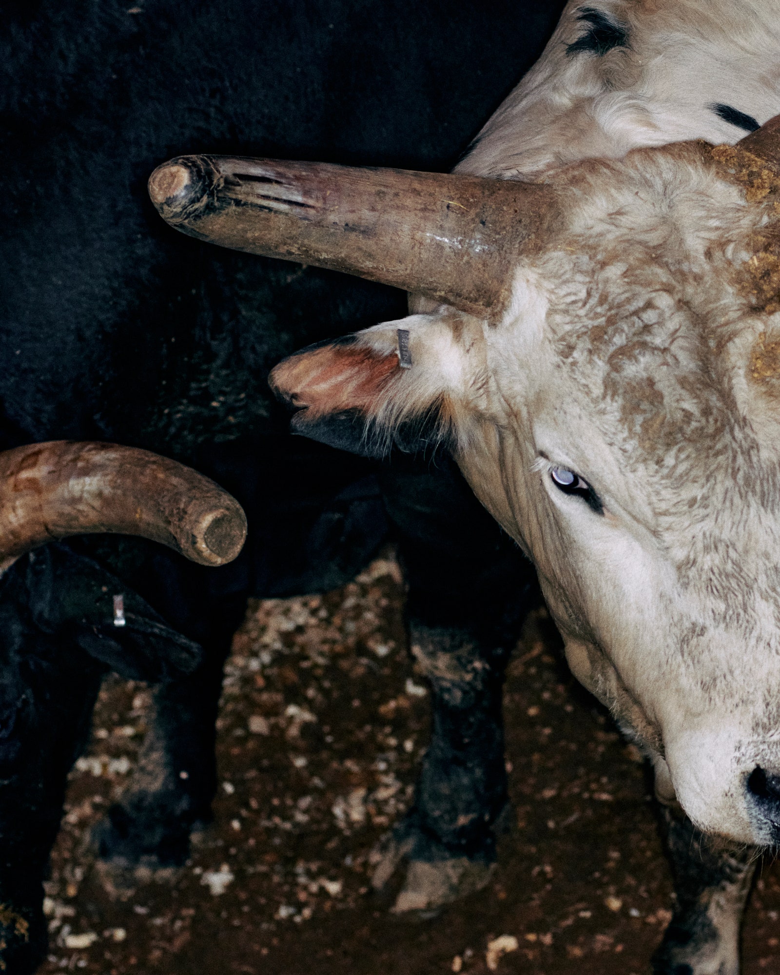 Meet Tina Battock the Colorado Mom Dominating the Sport of Professional Bull Riding