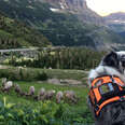 a border collie looks behind her while bighorn sheep graze 