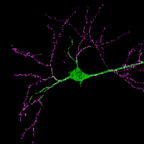 humbledneuron