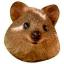 @QuokkaTF