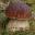 @boletus-edulis