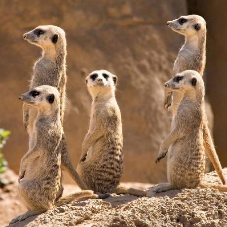 @YTU-MEERKAT