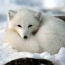 @icy-arctic-fox