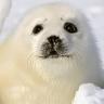 @sealday