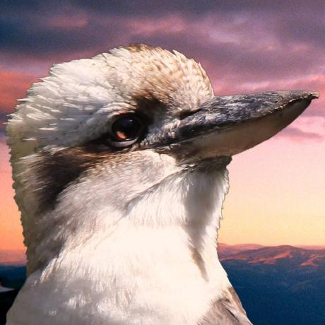 sunsetkookaburra