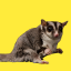 @thesugarglider