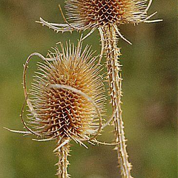 Teasel-Github