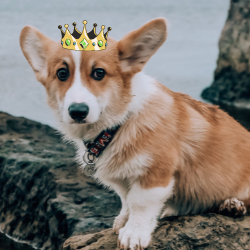 queenofcorgis