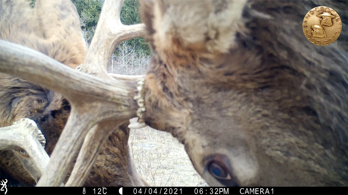 elk-img_0971-screenshot-1200px.jpg