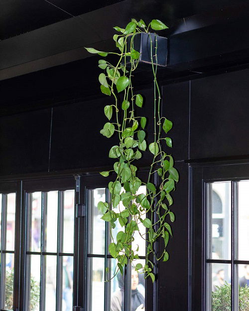 Different Ways to Grow Pothos in dark Hanging Planter