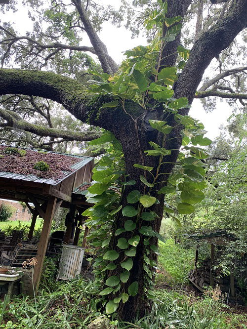 Ways to Grow Pothos like climbing on tree