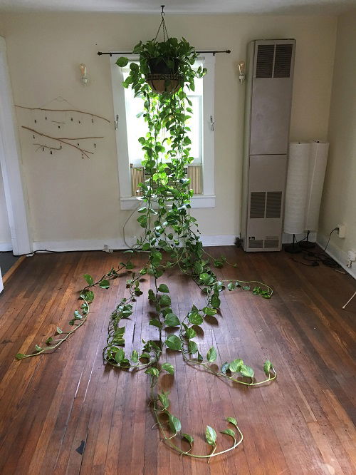 Hangging planter to Grow long Pothos