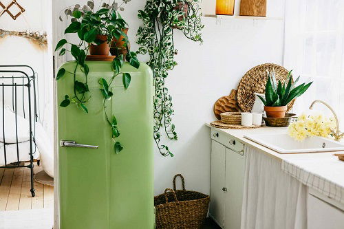 Various Methods for Growing Pothos 2