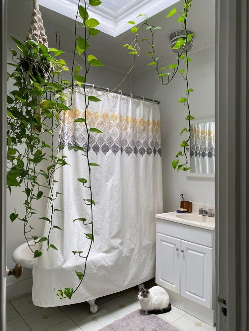 hanging vine method for growing Pothos