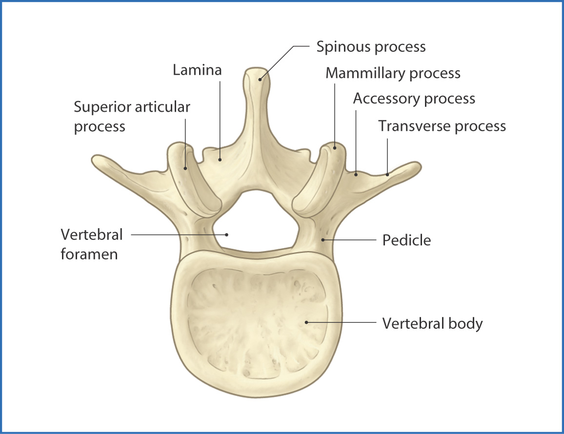 Labeled Lumbar Vertebrae