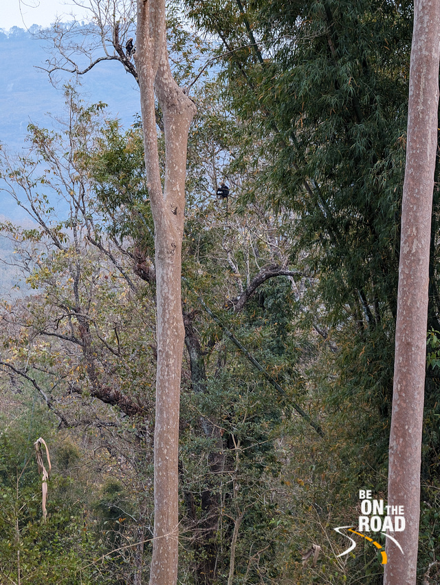 Nilgiri Langurs seen during an evening trek inside Parambikulam Tiger Reserve, Kerala