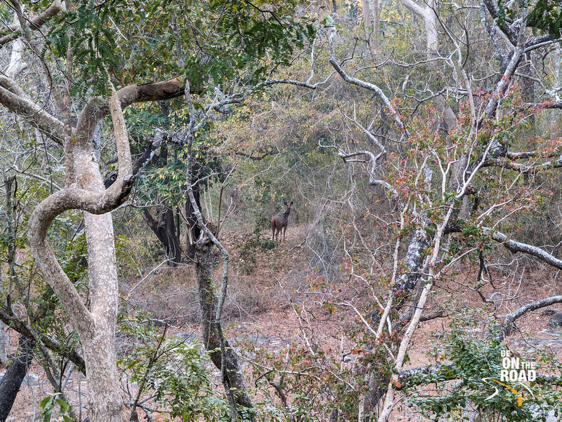 Sambar Deer as seen during a trek inside Parambikulam tiger reserve, Kerala