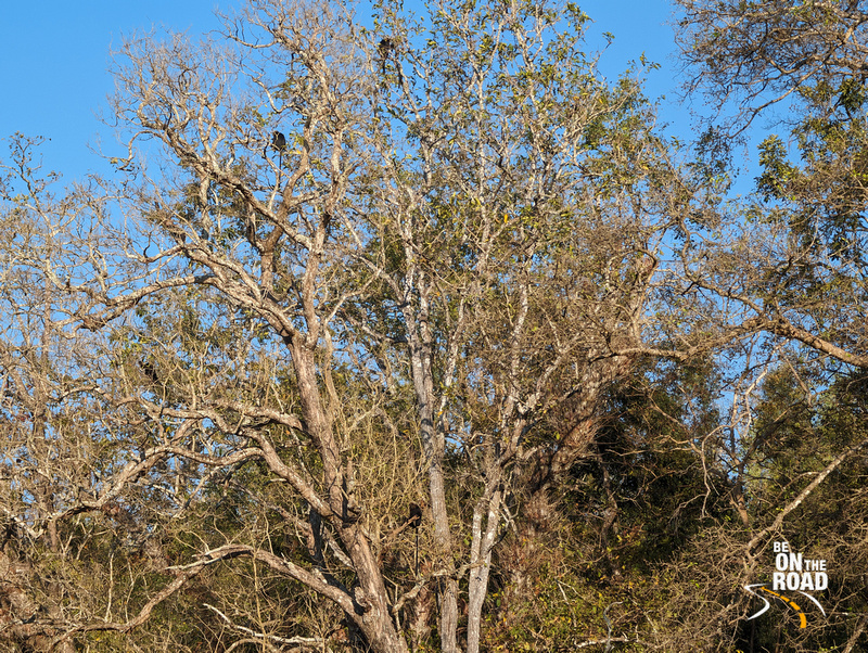 Nilgiri Langurs sitting on the tall branches of the trees inside Parambikulam Tiger Reserve