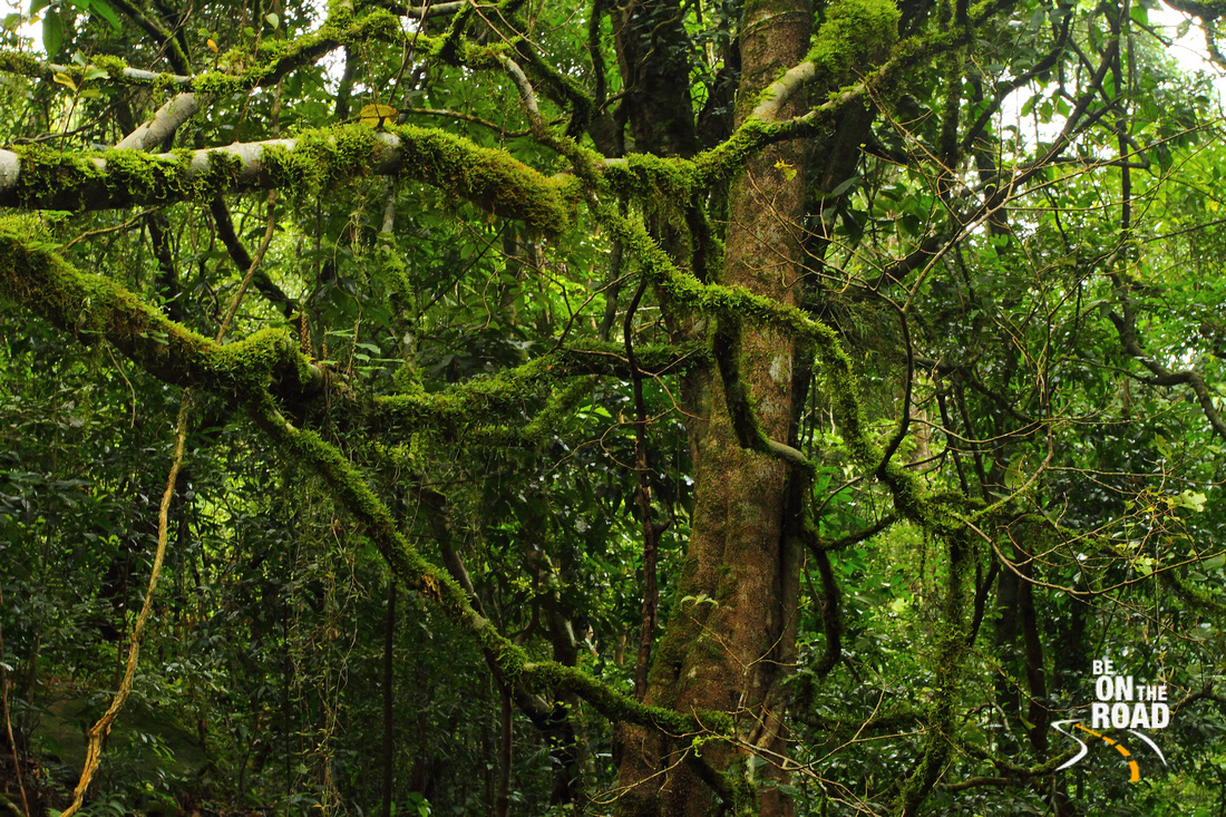 Fresh green of the Western Ghats during the monsoons