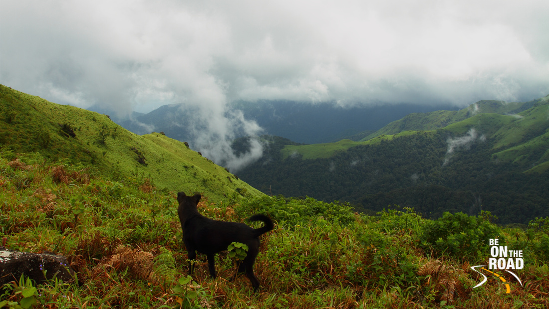 Dense Green Trekking Trail to Thadiyendamol Peak, Coorg, Karnataka