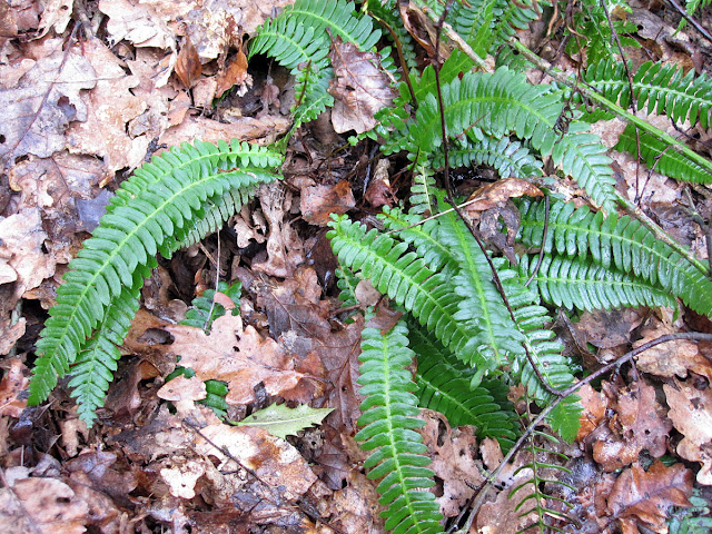 Hard Fern, Blechnum spicant. Toys Hill, 3 March 2012.